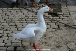 fotografie-71