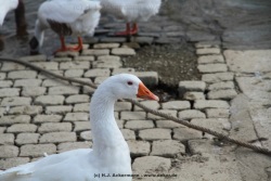 fotografie-6