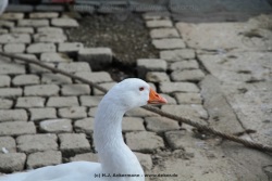 fotografie-190
