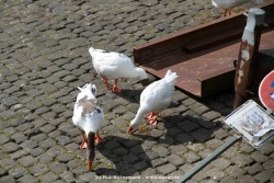fotografie-46