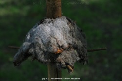 fotografie-11