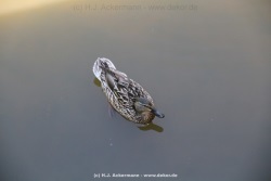 fotografie-113