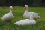 fotografie-15