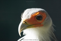 fotografie-16