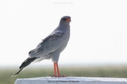 fotografie-1
