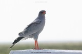 fotografie-1