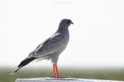 fotografie-2