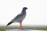 fotografie-2