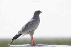 fotografie-4