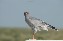 fotografie-11