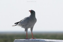 fotografie-36