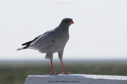 fotografie-37