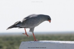 fotografie-38