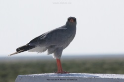fotografie-39