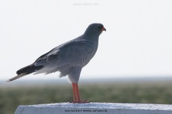 fotografie-40