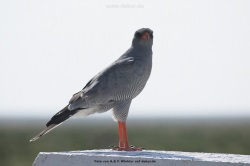 fotografie-42