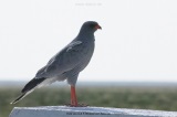 fotografie-44