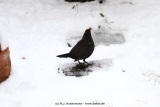 fotografie-33