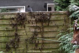 fotografie-8