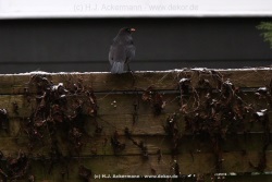fotografie-9
