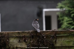 fotografie-16