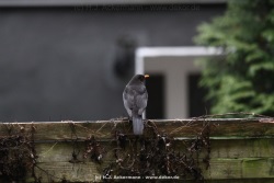 fotografie-17