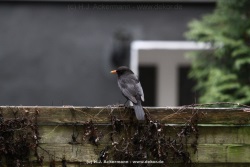 fotografie-18