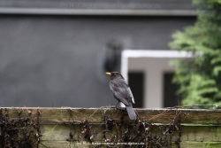fotografie-19