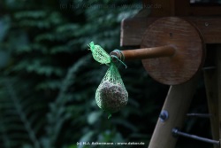 fotografie-4