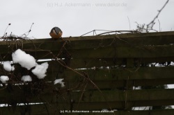 fotografie-18