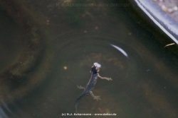 fotografie-1