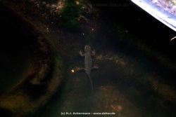 fotografie-5