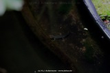 fotografie-8