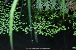 fotografie-17