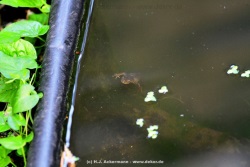 fotografie-21