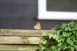 fotografie-1