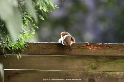 fotografie-14