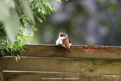 fotografie-16