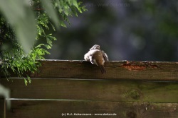 fotografie-17