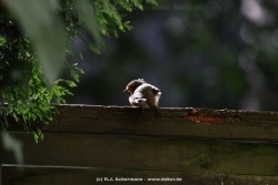 fotografie-20