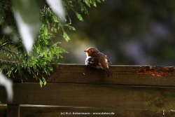 fotografie-37