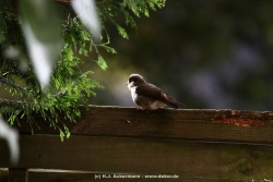 fotografie-40