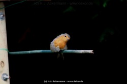 fotografie-48