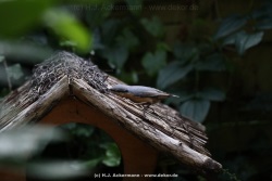 fotografie-13