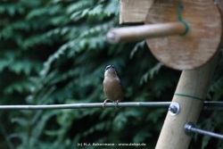 fotografie-18