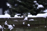 fotografie-17