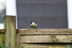 fotografie-1