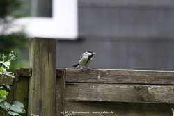 fotografie-5