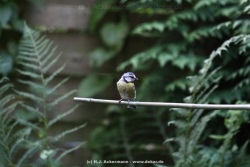 fotografie-20