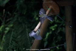 fotografie-51